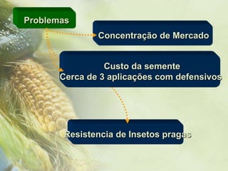 Problemas
               Concentração de Mercado


                 Custo da semente
       Cerca de 3 aplicações com defensivos




       Resistencia de Insetos pragas
 