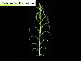 Interação Tritrófica
 