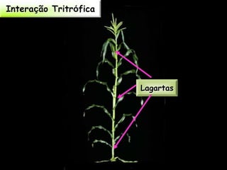 Interação Tritrófica




                       Lagartas
 