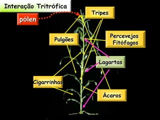 Interação Tritrófica
                          Tripes
    pólen

                                   Percevejos
                Pulgões
                                    Fitófagos


                            Lagartas


         Cigarrinhas

                              Ácaros
 