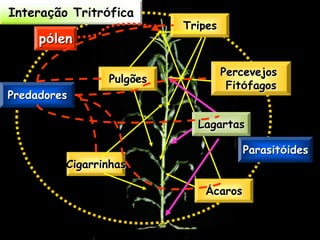Interação Tritrófica
                          Tripes
     pólen

                                   Percevejos
                Pulgões
                                    Fitófagos
Predadores

                            Lagartas

                                       Parasitóides
         Cigarrinhas

                              Ácaros
 