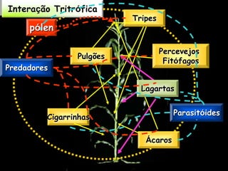 Interação Tritrófica
                          Tripes
     pólen

                                   Percevejos
                Pulgões
                                    Fitófagos
Predadores

                            Lagartas


                                      Parasitóides
         Cigarrinhas

                             Ácaros
 