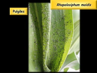 Rhopalosiphum maidis
Pulgões
 