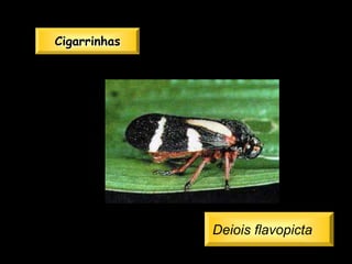 Cigarrinhas




              Deiois flavopicta
 