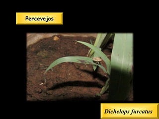 Percevejos




             Dichelops furcatus
 