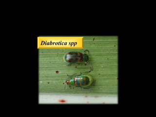 Diabrotica spp
 