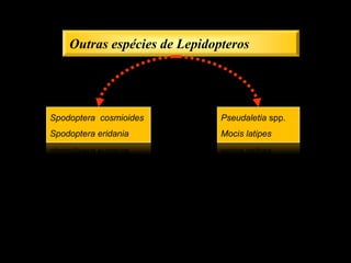 Outras espécies de Lepidopteros




Spodoptera cosmioides         Pseudaletia spp.
Spodoptera eridania           Mocis latipes
 