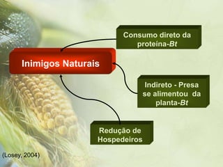 Consumo direto da
                               proteína-Bt

      Inimigos Naturais

                                     Indireto - Presa
                                    se alimentou da
                                        planta-Bt


                      Redução de
                      Hospedeiros

(Losey, 2004)
 