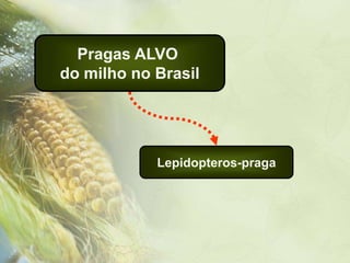 Pragas ALVO
do milho no Brasil




            Lepidopteros-praga
 