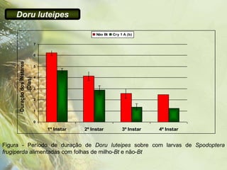 Doru luteipes

                                                 Não Bt   Cry 1 A (b)

                            7


                            6
     Duração dos ÍNstares




                            5


                            4
            .(Dias)




                            3


                            2


                            1


                            0

                                1º Instar   2º Instar          3º Instar   4º Instar


Figura - Período de duração de Doru luteipes sobre com larvas de Spodoptera
frugiperda alimentadas com folhas de milho-Bt e não-Bt
 