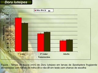 Doru luteipes

                                       Não Bt
                                       30F35 30F35YG
                                                Bt

                     180

                     160

                     140
 Tembo Busca (min)




                     120

                     100

                     80

                     60

                     40

                     20

                      0
                           1º instar     3º instar     Adulto
                                        Tratamentos



Figura - Tempo de busca (min) de Doru luteipes em larvas de Spodoptera frugiperda
alimentadas com folhas de milho-Bt e não-Bt em teste com chance de escolha
 