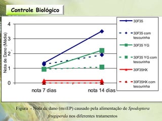 Controle Biológico
                                             30F35HX com tesourinha              0
                                                                                 30F35          0
         4
                                                                                 30F35 com
Nota de Dano (Média)




         3                                                                       tesourinha

                                                                                 30F35 YG
           .




         2
                                                                                 30F35 YG com
                                                                                 tesourinha
         1                                                                       30F35HX


         0                                                                       30F35HX com
                                                                                 tesourinha
                              nota 7 dias                   nota 14 dias


                       Figura - Nota de dano (m±EP) causado pela alimentação de Spodoptera
                                       frugiperda nos diferentes tratamentos
 