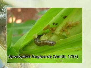 Spodoptera frugiperda (Smith, 1797)
 