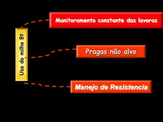 Uso do milho Bt   Monitoramento constante das lavoras




                            Pragas não alvo




                        Manejo de Resistencia
 