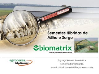Sementes Híbridas de
Milho e Sorgo




       Eng. Agrº Antonio Benedetti Jr.
          Sementes Biomatrix Ltda.
 e-mail: antonio.benedetti@agroceres.com.br
 