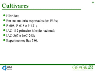 Híbridos;
Em sua maioria exportados dos EUA;
P-608, P-618 e P-621;
IAC-112 primeiro híbrido nacional;
IAC-367 e IAC-268;
Experimento: Bas 580.
Cultivares
10
 