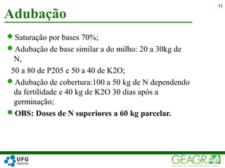 Saturação por bases 70%;
Adubação de base similar a do milho: 20 a 30kg de
N,
50 a 80 de P205 e 50 a 40 de K2O;
Adubação de cobertura:100 a 50 kg de N dependendo
da fertilidade e 40 kg de K2O 30 dias após a
germinação;
OBS: Doses de N superiores a 60 kg parcelar.
Adubação
11
 