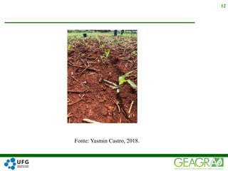 Fonte: Yasmin Castro, 2018.
12
 