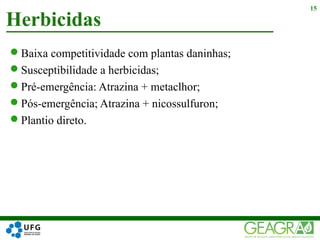 Baixa competitividade com plantas daninhas;
Susceptibilidade a herbicidas;
Pré-emergência: Atrazina + metaclhor;
Pós-emergência; Atrazina + nicossulfuron;
Plantio direto.
Herbicidas
15
 