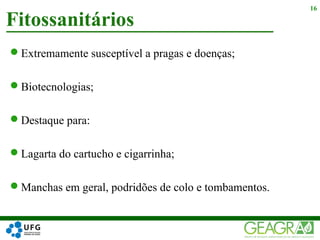 Fitossanitários
16
Extremamente susceptível a pragas e doenças;
Biotecnologias;
Destaque para:
Lagarta do cartucho e cigarrinha;
Manchas em geral, podridões de colo e tombamentos.
 