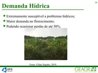 Extremamente susceptível a problemas hídricos;
Maior demanda no florescimento;
Podendo ocasionar perdas de até 50%.
Fonte: Filipe Segatto, 2019.
Demanda Hídrica
18
 