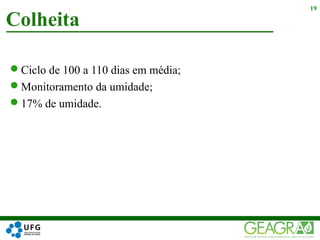 Ciclo de 100 a 110 dias em média;
Monitoramento da umidade;
17% de umidade.
19
Colheita
 