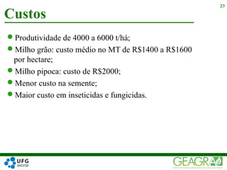Produtividade de 4000 a 6000 t/há;
Milho grão: custo médio no MT de R$1400 a R$1600
por hectare;
Milho pipoca: custo de R$2000;
Menor custo na semente;
Maior custo em inseticidas e fungicidas.
Custos
23
 