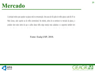 Mercado
25
Fonte: Esalq-USP, 2018.
 