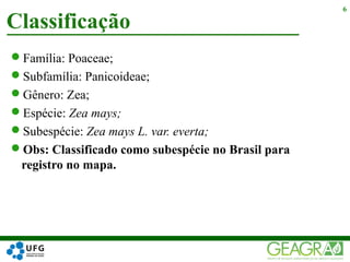Família: Poaceae;
Subfamília: Panicoideae;
Gênero: Zea;
Espécie: Zea mays;
Subespécie: Zea mays L. var. everta;
Obs: Classificado como subespécie no Brasil para
registro no mapa.
Classificação
6
 