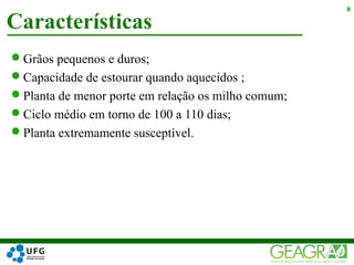 Grãos pequenos e duros;
Capacidade de estourar quando aquecidos ;
Planta de menor porte em relação os milho comum;
Ciclo médio em torno de 100 a 110 dias;
Planta extremamente susceptível.
Características
8
 