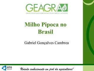 Unindo conhecimento em prol da agricultura!
Milho Pipoca no
Brasil
Gabriel Gonçalves Cambrea
 