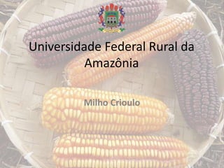 Universidade Federal Rural da
Amazônia
Milho Crioulo
 