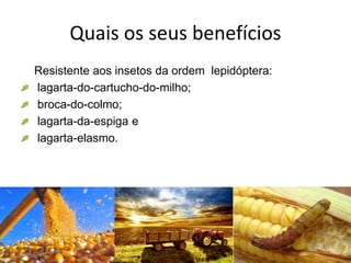 Quais os seus benefícios
Resistente aos insetos da ordem lepidóptera:
lagarta-do-cartucho-do-milho;
broca-do-colmo;
lagarta-da-espiga e
lagarta-elasmo.
 