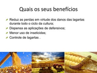 Quais os seus benefícios
Reduz as perdas em virtude dos danos das lagartas
durante todo o ciclo da cultura;
Dispensa as aplicações de defensivos;
Menor uso de inseticidas;
Controle de lagartas .
 