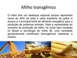 Milho transgênico
O milho tem um destaque especial porque representa
cerca de 40% de toda a safra brasileira de grãos e
porque é a principal fonte de alimento energético para a
produção de proteínas animais. Visto a necessidade do
aumento da produção de milho, foi muito bem recebida
no Brasil a tecnologia do milho Bt, uma variedade
geneticamente modificada (transgênica) resistente a
insetos.
 