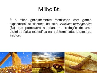 Milho Bt
É o milho geneticamente modificado com genes
específicos da bactéria de solo, Bacillus thuringiensis
(Bt), que promovem na planta a produção de uma
proteína tóxica específica para determinados grupos de
insetos.
 