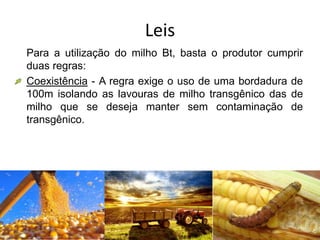 Leis
Para a utilização do milho Bt, basta o produtor cumprir
duas regras:
Coexistência - A regra exige o uso de uma bordadura de
100m isolando as lavouras de milho transgênico das de
milho que se deseja manter sem contaminação de
transgênico.
 
