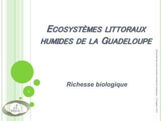 ECOSYSTÈMES LITTORAUX
HUMIDES DE LA GUADELOUPE
Richesse biologique
1
BiodiversitédeszonesHumidesLittoralesdeGuadeloupe--DiRuggiero--2012
 