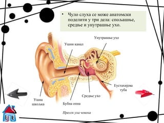 • Чуло слуха се може анатомски
           поделити у три дела: спољашње,
           средње и унутрашње ухо.

                             Унутрашње ухо
          Ушни канал




                                       Еустахијева
                                          туба
                      Средње ухо
 Ушна
шкољка   Бубна опна

         Пресек уха човека
 