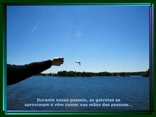 Durante nosso passeio, as gaivotas se aproximam e vêm comer nas mãos das pessoas... 