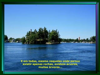 E em todas, mesmo naquelas onde parece existir apenas rochas, existem árvores, muitas árvores... 