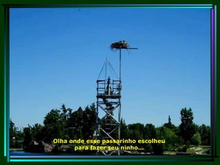 Olha onde esse passarinho escolheu para fazer seu ninho... 