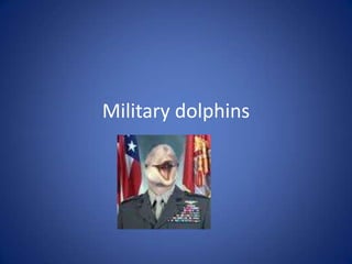 Military dolphins  