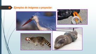 Ejemplos de imágenes a proyectar:
 