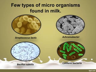 Few types of micro organisms
found in milk.
Streptococcus lactis Achromobacter
Coliform bacteriaBacillus subtilis
 