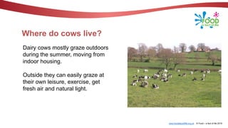 www.foodafactoflife.org.uk © Food – a fact of life 2019
Where do cows live?
Dairy cows mostly graze outdoors
during the summer, moving from
indoor housing.
Outside they can easily graze at
their own leisure, exercise, get
fresh air and natural light.
 
