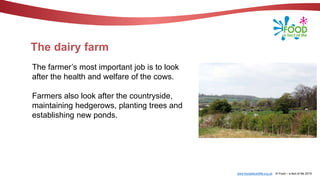 www.foodafactoflife.org.uk © Food – a fact of life 2019
The dairy farm
The farmer’s most important job is to look
after the health and welfare of the cows.
Farmers also look after the countryside,
maintaining hedgerows, planting trees and
establishing new ponds.
 