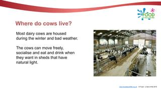 www.foodafactoflife.org.uk © Food – a fact of life 2019
Where do cows live?
Most dairy cows are housed
during the winter and bad weather.
The cows can move freely,
socialise and eat and drink when
they want in sheds that have
natural light.
 