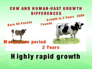 C O W A N D H U M A N -V A S T G R O W T H
               D IFFEREN CES               000
                                             2 Y ear s 2
                              G r o wt h i n
                     s
  B orn 9 0 P ou n d     P ou n ds




M atu r ation p er iod
                     2 Y ear s

    H ig h ly r ap id g r owt h
 