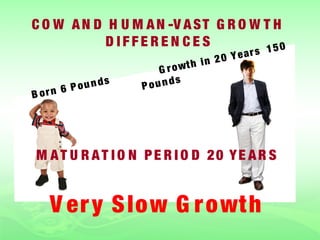 C O W A N D H U M A N -V A S T G R O W T H
            D IFFEREN CES               150  rs
                                    2 0 Y ea
                        G row th in

        P ou n ds   P ou n ds
B orn 6




M A T U R A T I O N P E R I O D 20 YE A R S


   V er y S low G r owt h
 